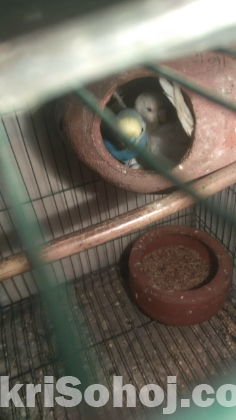 Bazigor Phaki with Eggs, Healthy Renbow & Albino Birds